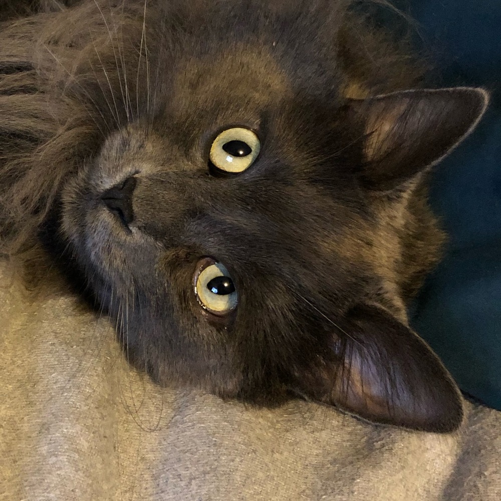 Meet your Posher, Lola